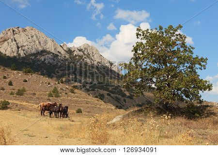 Graze horses and oak tree in Crimea mountain landscape
** Note: Visible grain at 100%, best at smaller sizes