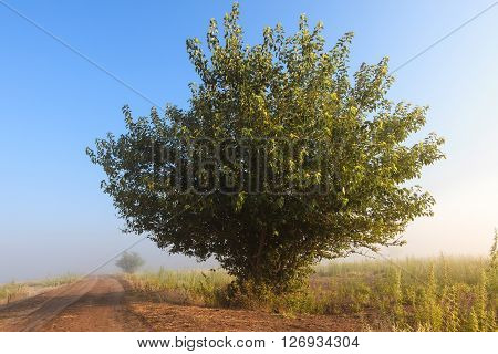 Misty dawn early morning nature grassland landscape view in russian countryside. Mysterious Volga river rural road in fog with vivid colors.