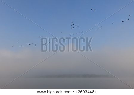 Swan wedge over Volga river. Misty dawn early morning nature landscape view in Russian countryside.