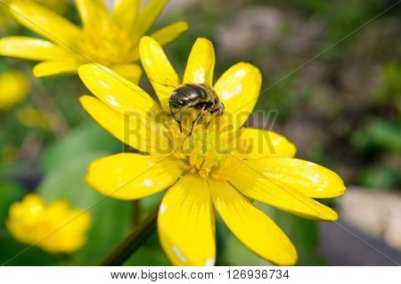 Ficaria verna lutik spring background close up.