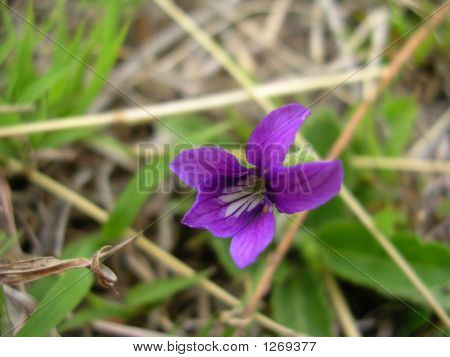 Violet