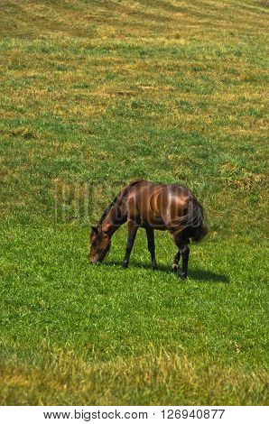 Horse on a meadow at sunny summer day in Pester, southwest Serbia