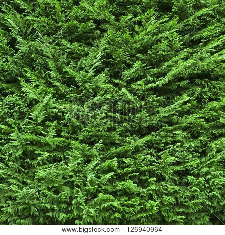 Evergreen juniper (Juniperus). It can be used as a background