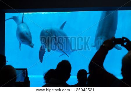 GENOA, ITALY - MARCH 22, 2016: Visitors observe as common bottlenose dolphins (Tursiops truncatus) swim in the Genoa Aquarium in Genoa, Liguria, Italy. 