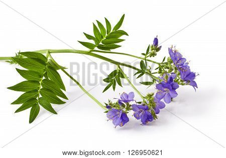 Jacob's Ladder or Greek valerian (Polemonium caeruleum) isolated on white