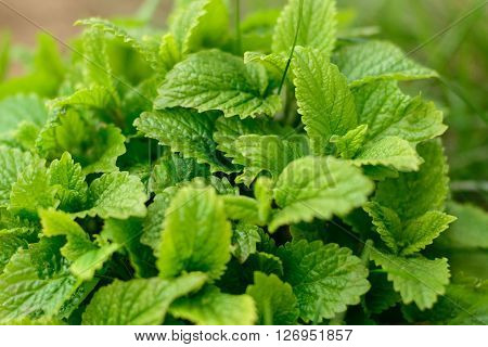 Leaves of melissa in home vegetable garden