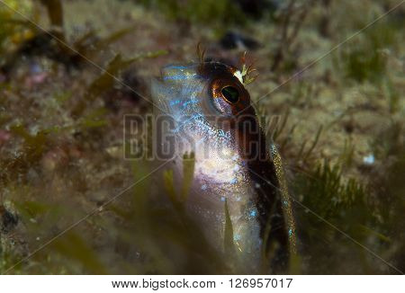 A Small Fish Comes Out On The Rock