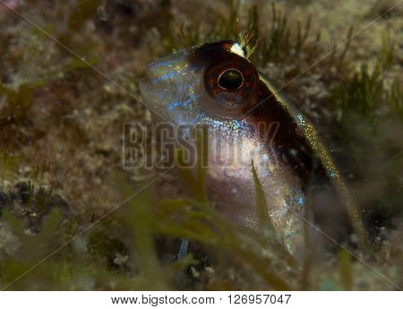 A Small Fish Comes Out On The Rock