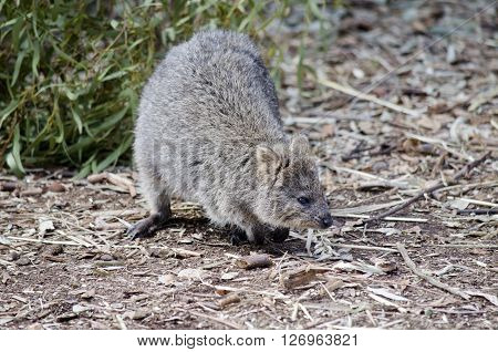 this is a close of a quokka
** Note: Visible grain at 100%, best at smaller sizes