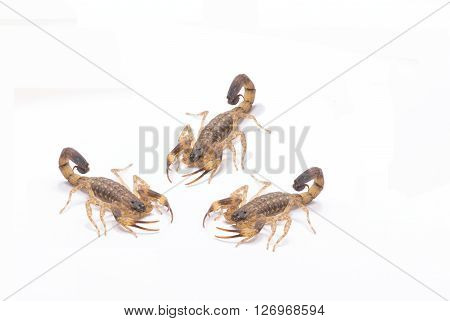 Brown scorpion isolate on white background ,Poison insect