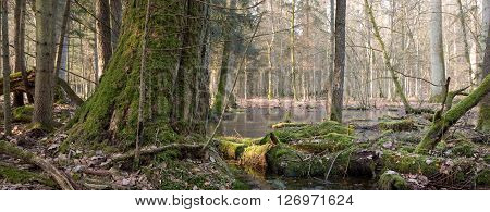 Spring landscape of old natural stand of Bialowieza Forest and water around,Bialowieza Forest,Poland,Europe
