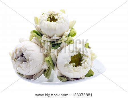three white lotus flower on white background