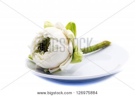 white lotus flower isolated on white background