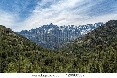 Snow Capped Mountain And Pine Forest In Corsica
