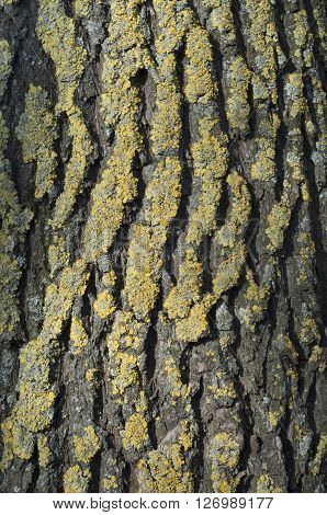Bark moss lichen textured bark tree bark background tree background moss background old tree tree bark photo tree bark and moss tree and lichen. Vertical shot.