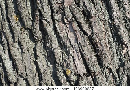 Background bark of an old tree. Texture bark of an old tree with lichen. Moss and lichen on bark of an old tree. Horizontal shot.