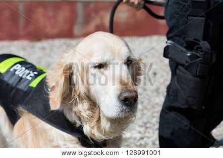 Dog and police officer with his gun and badge