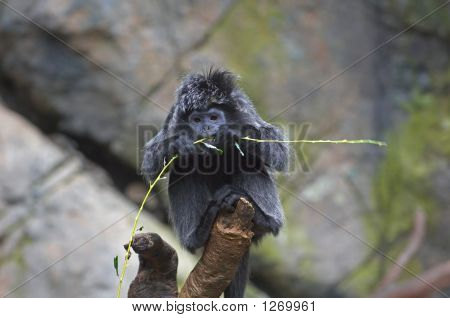Singe mangeant