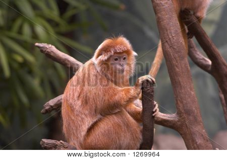 Singe pense