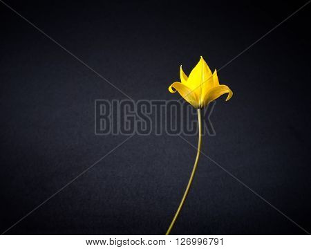 Beautiful Yellow Wild Tulip Flower On Inhomogeneous Black Background, Close Up