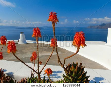 Santorini Succulent Flowers, Sea and Sky. Greece