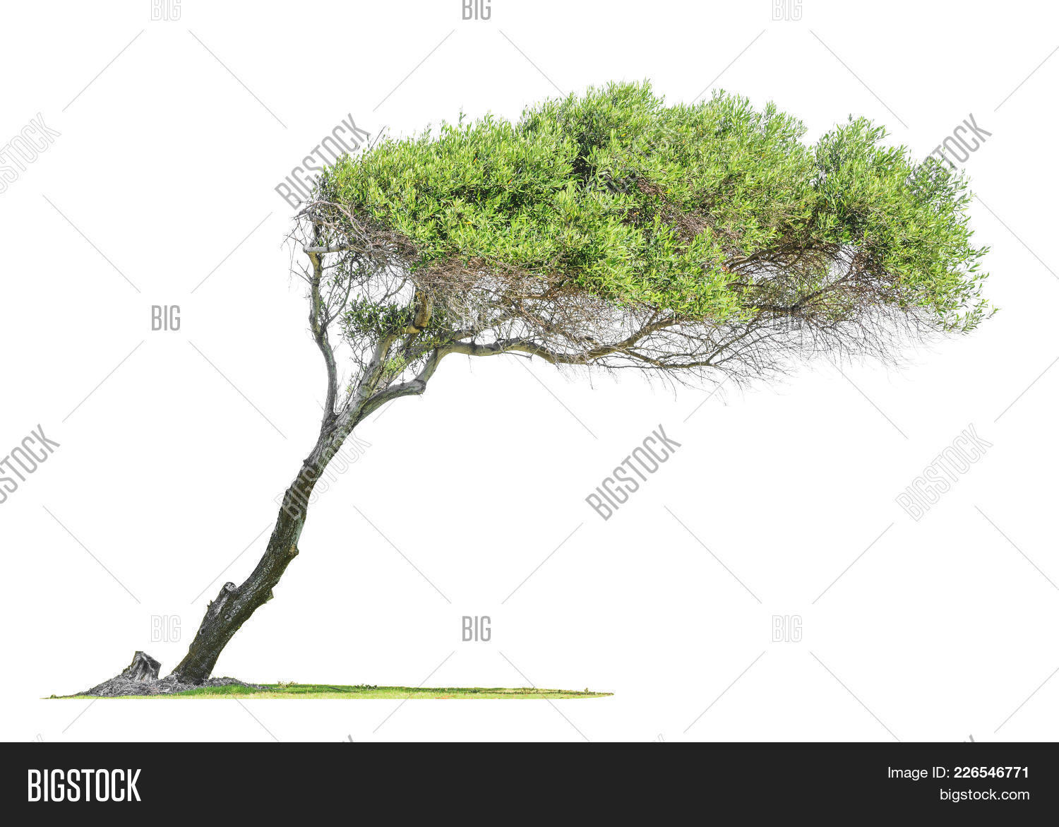 Tilted Eucalyptus Tree Image & Photo (Free Trial) | Bigstock