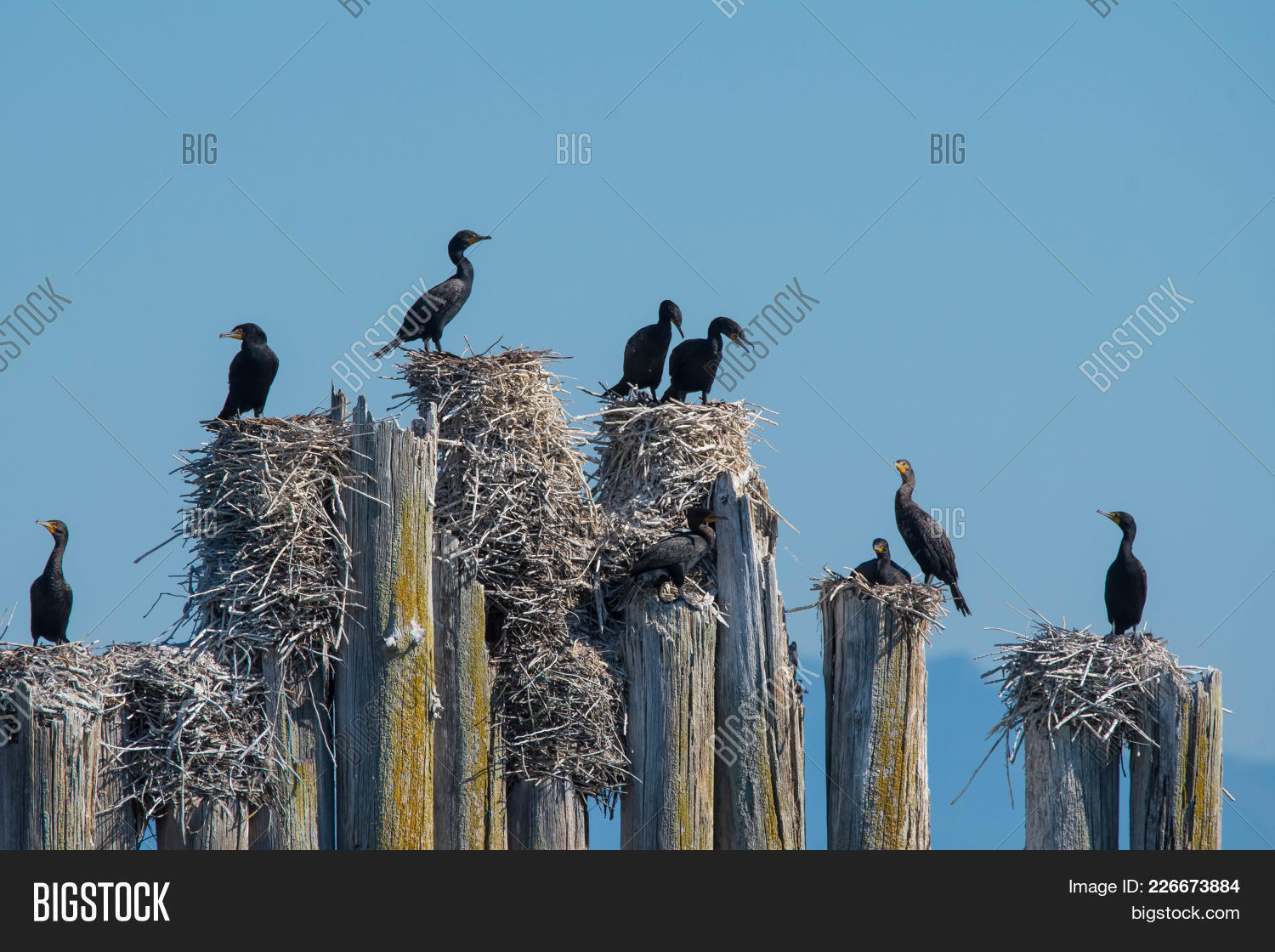These Cormorants Can Image & Photo (Free Trial) Bigstock