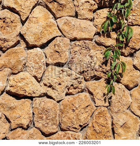Old Stone Wall With Ivy As Background. Decorative Facing Of The Outer Walls Of The House.