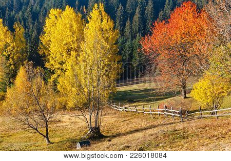 Morning Autumn Slopes (with Colorful Trees) Of Carpathian Mountains (yablunytskyj Pass, Ivano-franki