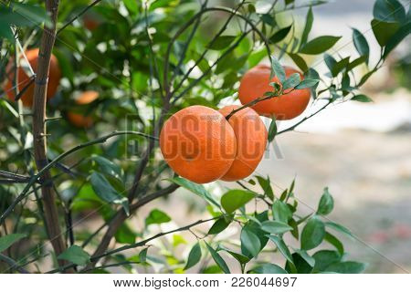 Fresh Ripe Mandarin Oranges On Tree In Garden