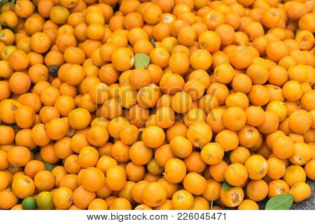 Fresh Round Kumquats Or Marumi Kumquat After Harvesting
