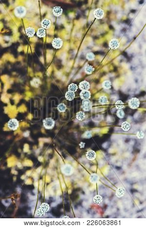 Natural Background. Eriocaulon Henryanum Ruhle On The Grass In The Forest.
