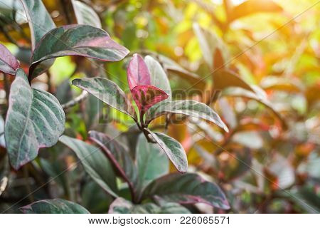 Fresh Green Pseuderanthemum Atropurpureum Plant In Nature Garden