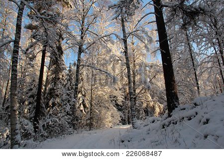 Footpath In A Snowy Forest On A Sunny Winter Day.