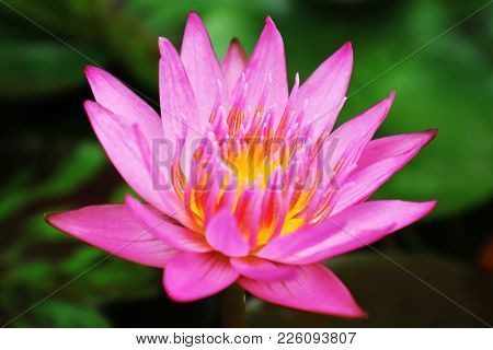 Pink Water Lily (pink Lotus Flower) In The Pond