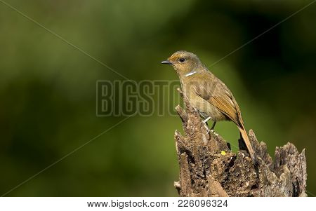 Large Male  Niltava :  Bird Ishot N Thailand