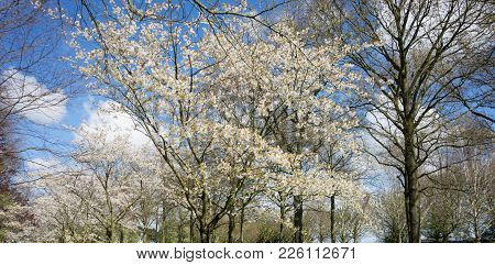 White Cherry Blossom Tree Against A Blue Sky In Lisse, Netherlands, Europe