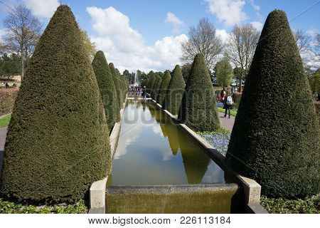 Cone Tree And A Water Pond In A Garden In Lisse, Netherlands, Europe