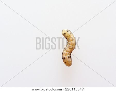 Brown And Black Worm Or Green Caterpillar Isolated On White Background, Which Eat Green Leaves Befor