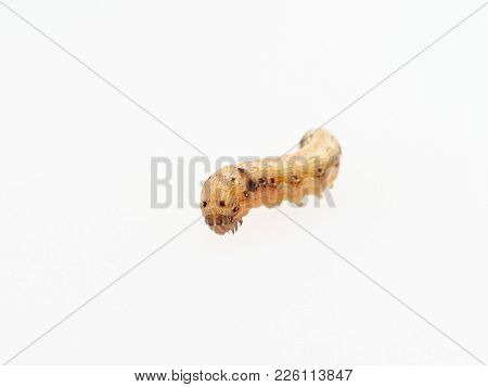 Brown And Black Worm Or Green Caterpillar Isolated On White Background, Which Eat Green Leaves Befor