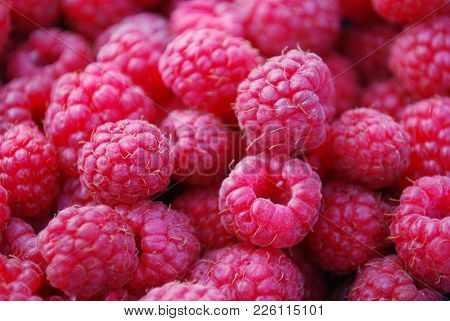 Sweet Pink Raspberries From Warm Summer Garden