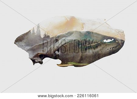 Double Exposure With The Skull Of A Bear On A White Background.