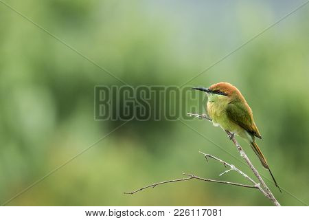 Bee-eatter Eat Famous An Insect. It Setting For Branch.