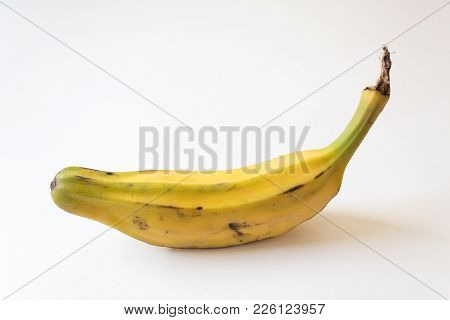 Standing View Of A Fully Ripe Burro Banana, Orinoco, Bluggoe, Horse, Hog And Largo Banana, Isolated 