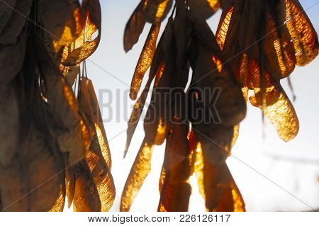 Seeds Of Ash On A Branch Against Blue Sky
