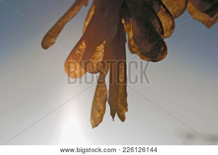 Seeds Of Ash On A Branch Against Blue Sky