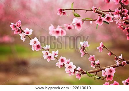 Almond Blossom Spring Background. Beautiful Pink Spring Tender Flowers Blossom. Pink Almonds Cherry 