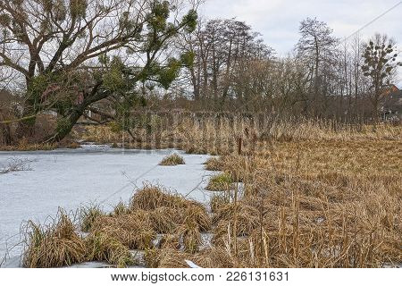 Part Of A Frozen Lake With Dry Reeds And Grass To Shore