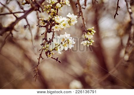 Close Up View Of A Delicate Almond Prunus Dulcis Flower Blooms In Spring The Mediterranean, Israel