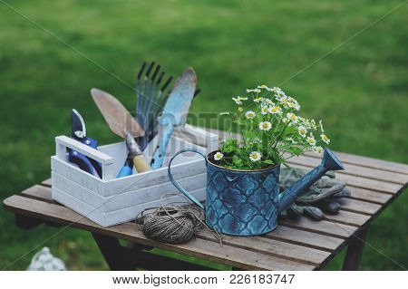 Garden Work Still Life In Summer. Camomile Flowers, Gloves And Toold On Wooden Table Outdoor In Sunn